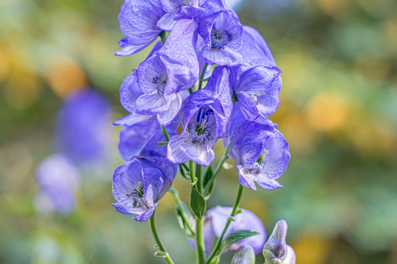 トリカブトの説明 釣りのポイント