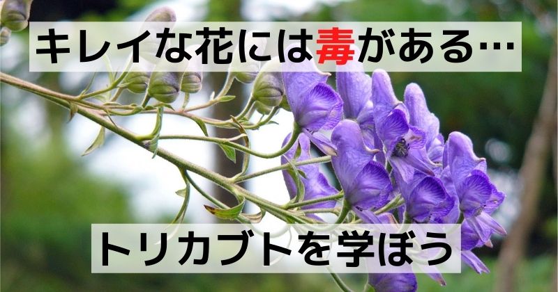 トリカブトの説明 釣りのポイント