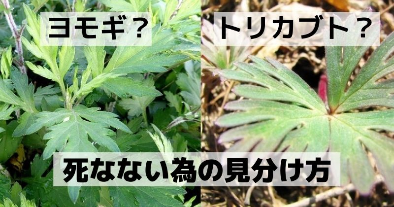 ヨモギとトリカブトの見分け方 釣りのポイント